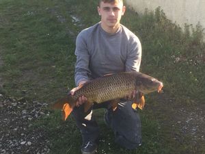 Common Carp