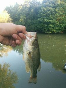 Largemouth Bass