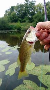 Largemouth Bass