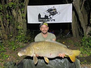 Common Carp