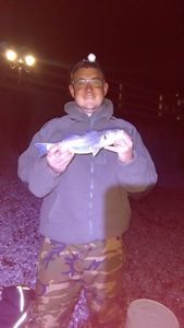 European Bass (Seabass)