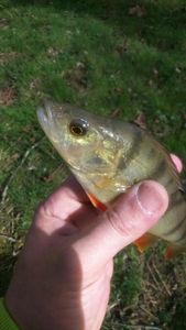 European Perch