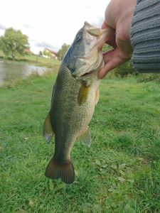 Largemouth Bass