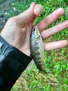 Brown Trout
