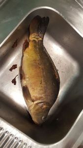 Leather Carp