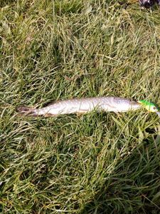 Northern Pike