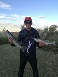 Zander