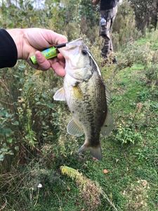 Largemouth Bass