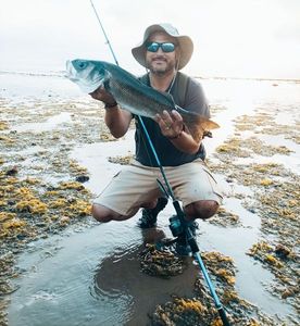 European Bass (Seabass)