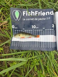European Perch