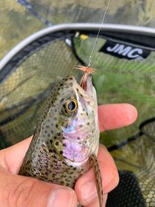 Rainbow Trout
