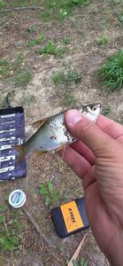 Roach