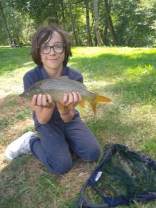Common Carp
