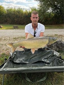 Grass Carp