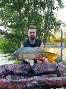 Common Carp