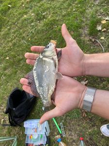Mirror Carp