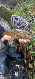 Brown Trout