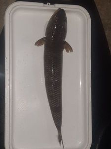 Inshore Lizardfish