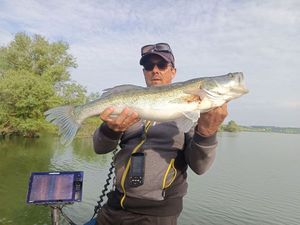 Zander
