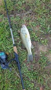 Largemouth Bass
