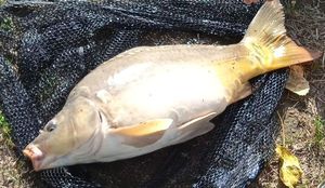 Mirror Carp