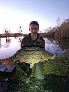 Common Carp