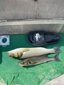 European Bass (Seabass)