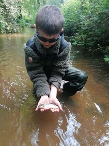 Brown Trout