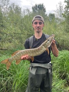 Northern Pike