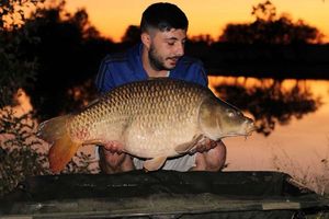 Common Carp