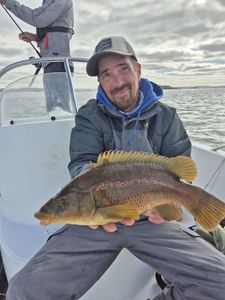 Ballan Wrasse