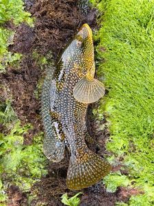 Ballan Wrasse