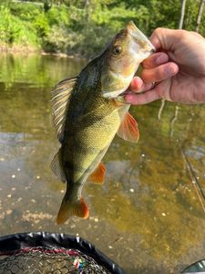 European Perch