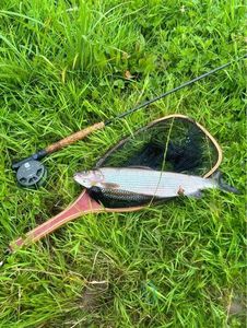 Grayling