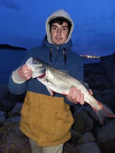European Bass (Seabass)