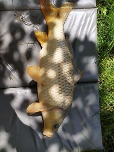 Common Carp