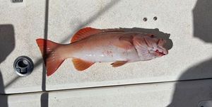 Bluespotted seabass