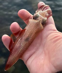European Squid