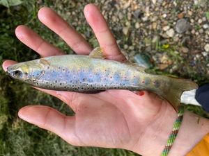 Brown Trout