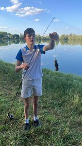 Black Bullhead