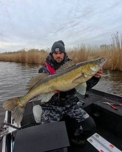 Zander