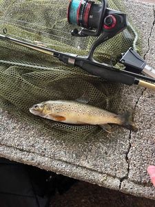 Brown Trout