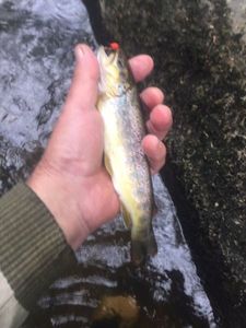 Brown Trout