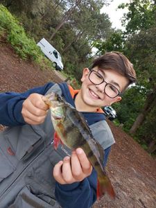 European Perch