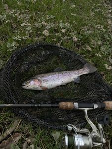 Rainbow Trout