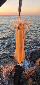 European Squid