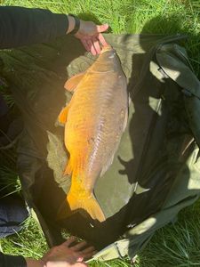 Mirror Carp