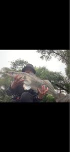 Zander