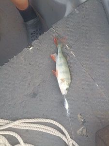 European Perch