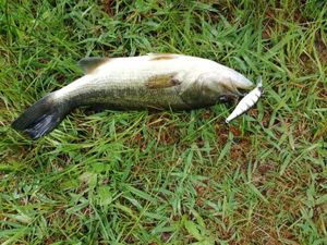 Largemouth Bass